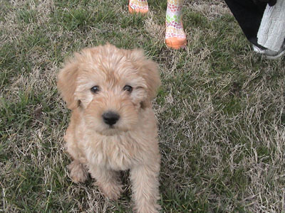 Crumpet joins our family in February 2007