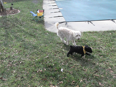 Crumpet shows Chutney around the garden