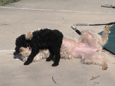 Crumpet and Chutney playing in the garden