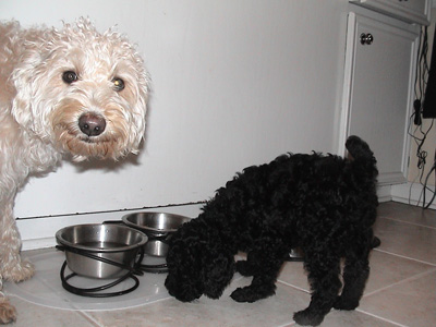 Crumpet shows Chutney where the food bowl is