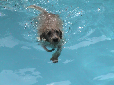 Crumpet swimming, both Crumpet & Chutney love the water