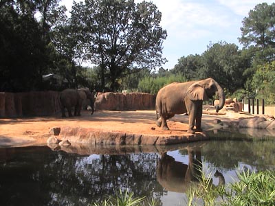 Elephant park one of the best attractions