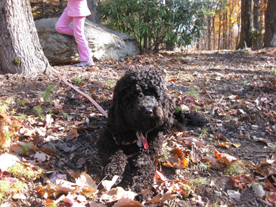 Chutney chilling-out after a morning hike...