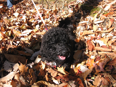 Chutney loves rolling around in the leafs