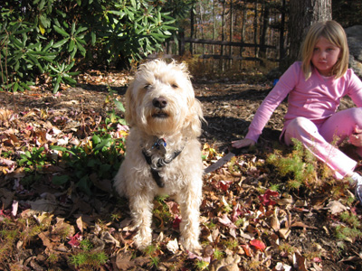 Crumpet with a show-dog pose for the camera