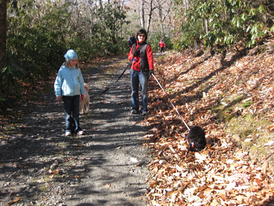 Chutney taking Nicole for a walk...