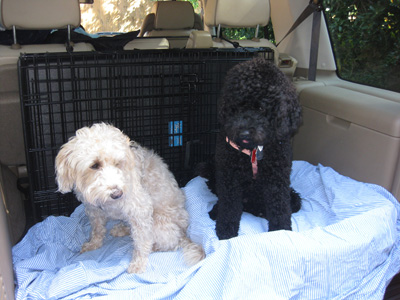 Crumpet and Chutney have the back of the Land Rover as their travel space; as Chutney is normally sick, I think Crumpet would prefer another spot!