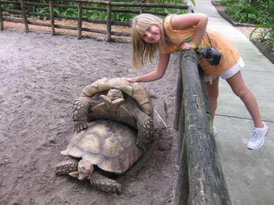 Tortoise at the Everglades