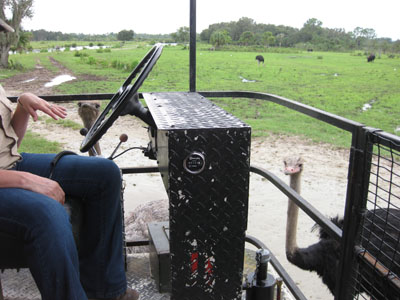 We take a buggy ride around the Everglades