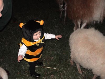 Emma petting a lamb