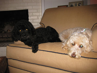 Chutney & Crumpet relax in chair