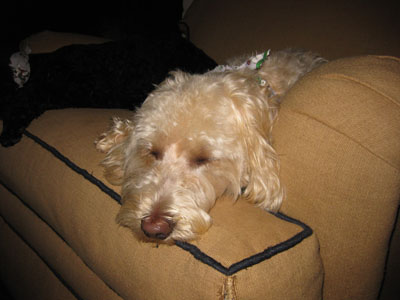 Crumpet asleep in chair by the fireplace