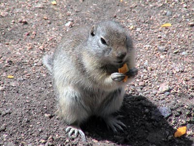 Little critter came to share Emmas Picnic food