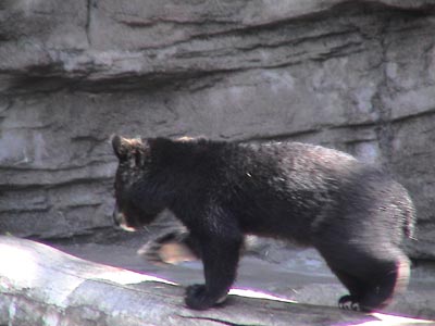 Baby Bear - Emma loves bears