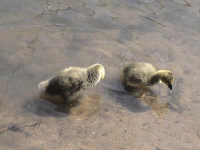 A bunch of baby ducks