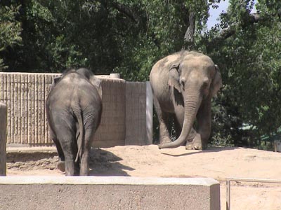 Elephants