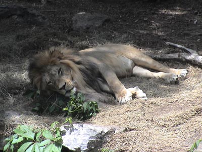 Fabulous Lions