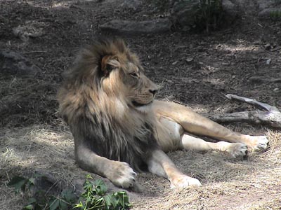 Lion awake and browsing the audience