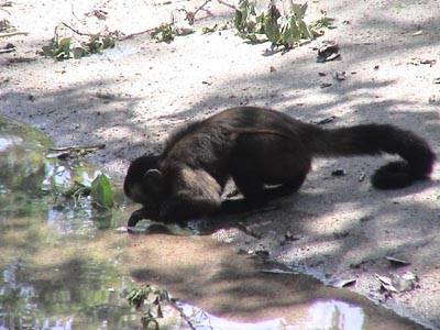 Monkey drinking some water