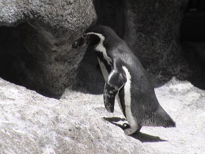 Penguin