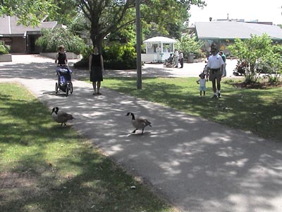 Saber and Emma with the ducks