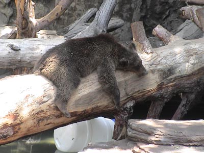 Bear sleeping on a tree trunk